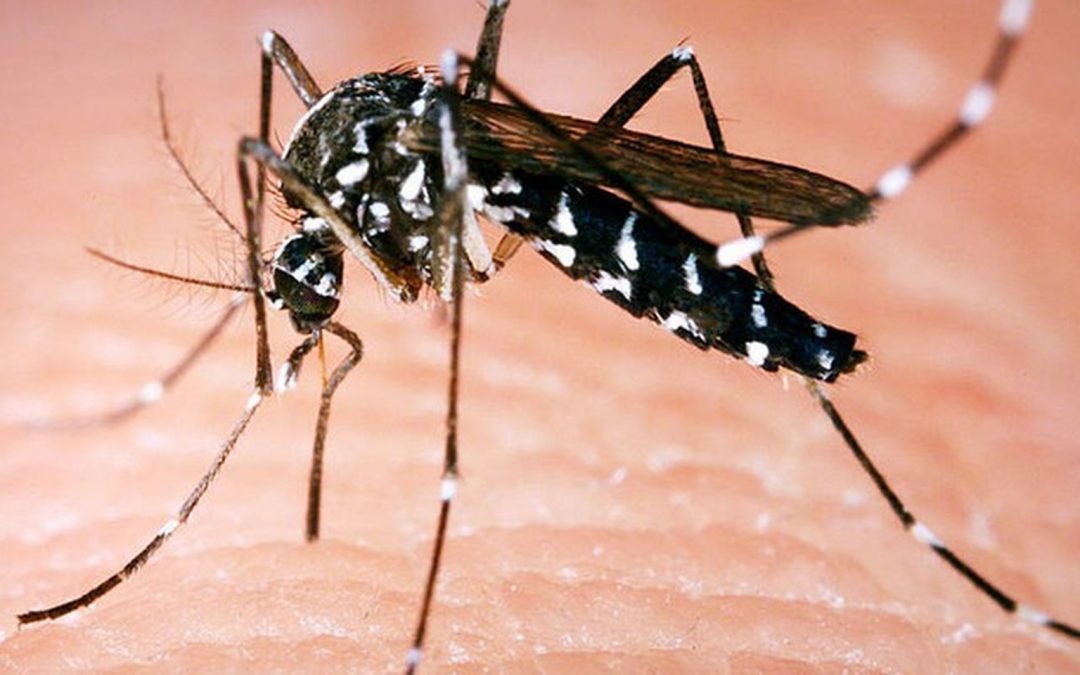 Lutte contre les moustiques : les bons gestes à adopter