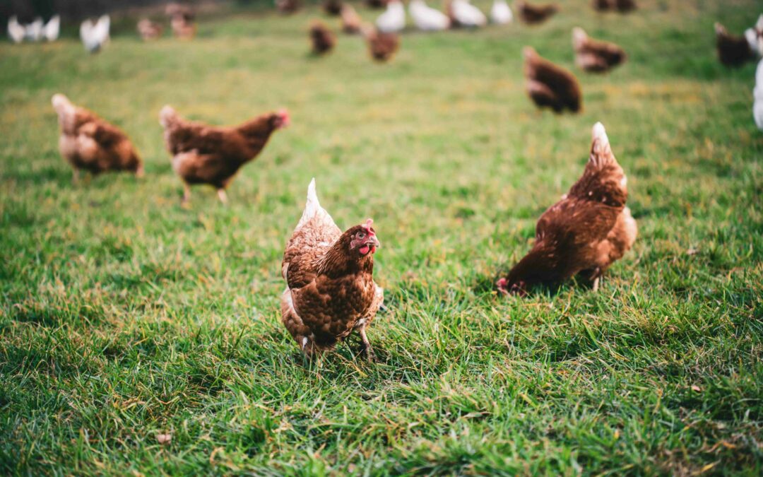 Risque de grippe aviaire : les mesures de protection renforcées