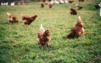Grippe aviaire : relèvement du niveau de risque à “élevé”
