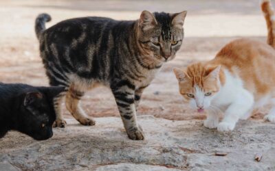Chemin du Castelet : campagne de stérilisation des chats