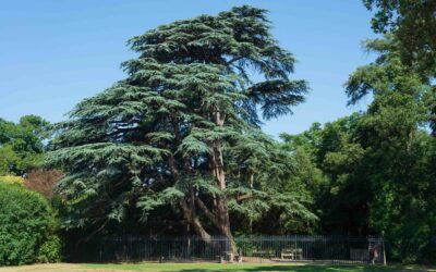 Le cèdre du parc du Château, arbre remarquable de France