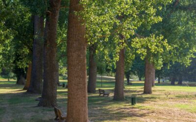 Abattage et Plantation d’arbres sur le Ramier