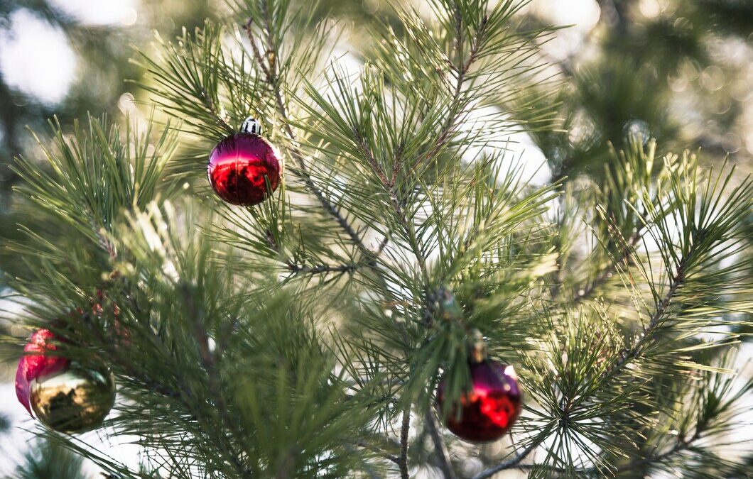 Que faire de son sapin après Noël ?