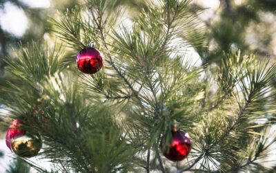 Que faire de son sapin après Noël ?