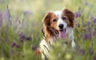 Chiens : cas de giardiose