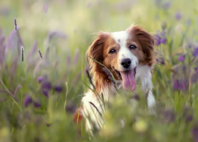 Chiens : cas de giardiose